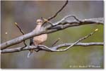 MourningDove_Backyard_2024Mar_R5A22890