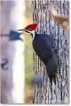 PiliatedWoodpecker_Backyard_2024Jan_R5B14718