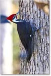 PiliatedWoodpecker_Backyard_2024Jan_R5B14720