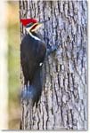 PiliatedWoodpecker_Backyard_2024Jan_R5B14722