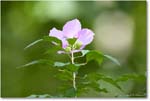 RoseOfSharon_Backyard_2024Aug_R5C00170