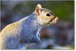 Squirrel_Backyard_2024Mar_R5A22842