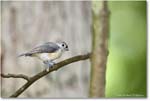 Titmouse_Backyard_2024Aug_R5C00221