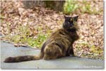 TortiseshellCat_Backyard_2024Apr_R5A23047