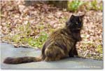 TortiseshellCat_Backyard_2024Apr_R5A23050