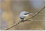 TuftedTitmouse_Backyard_2024Mar_R5A22761