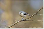 TuftedTitmouse_Backyard_2024Mar_R5A22765