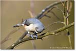 TurtedTitmouse_Backyard_2024Mar_R5A22849