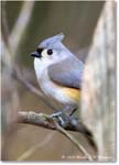 TurtedTitmouse_Backyard_2024Mar_R5A22897