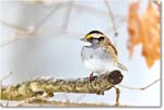 White-throatedSparrow_Backyard_2024Jan_R5A22543