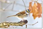 White-throatedSparrow_Backyard_2024Jan_R5A22548