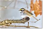 White-throatedSparrow_Backyard_2024Jan_R5A22550