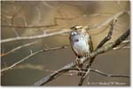 WhitethroatSparrow_Backyard_2024Feb_R5A22687