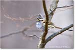 WhitethroatSparrow_Backyard_2024Jan_R5A22644