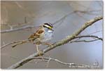 WhitethroatSparrow_Backyard_2024Mar_R5A22797