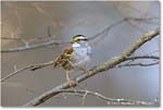 WhitethroatSparrow_Backyard_2024Mar_R5A22801