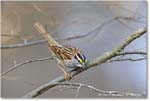 WhitethroatSparrow_Backyard_2024Mar_R5A22806