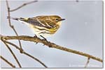 Yellow-rumpedWarbler_Backyard_2024Jan_R5A22521