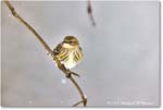 Yellow-rumpedWarbler_Backyard_2024Jan_R5A22529