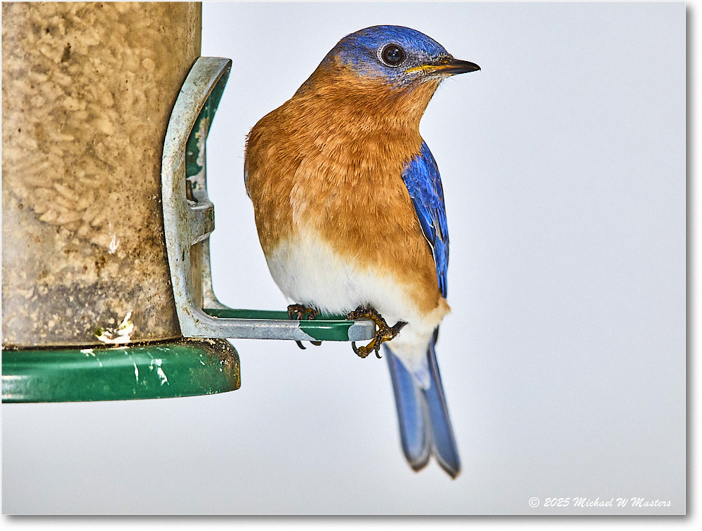 Bluebird_Backyard_2025Jan_R5C02593