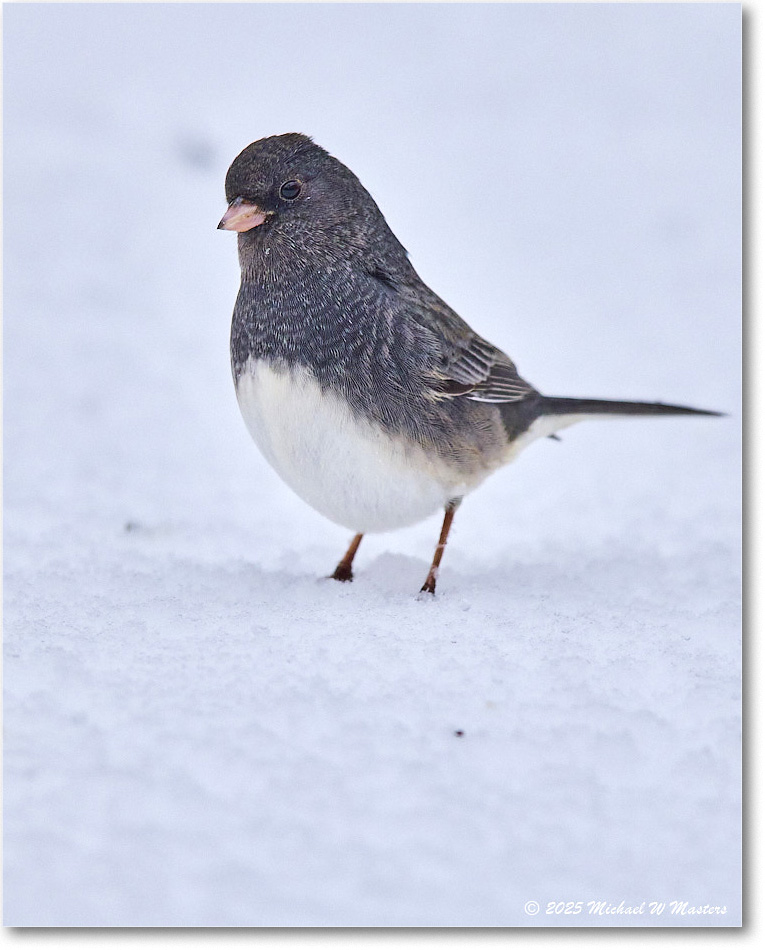 DarkeyedJunco_Backyard_2025Jan_R5C02513