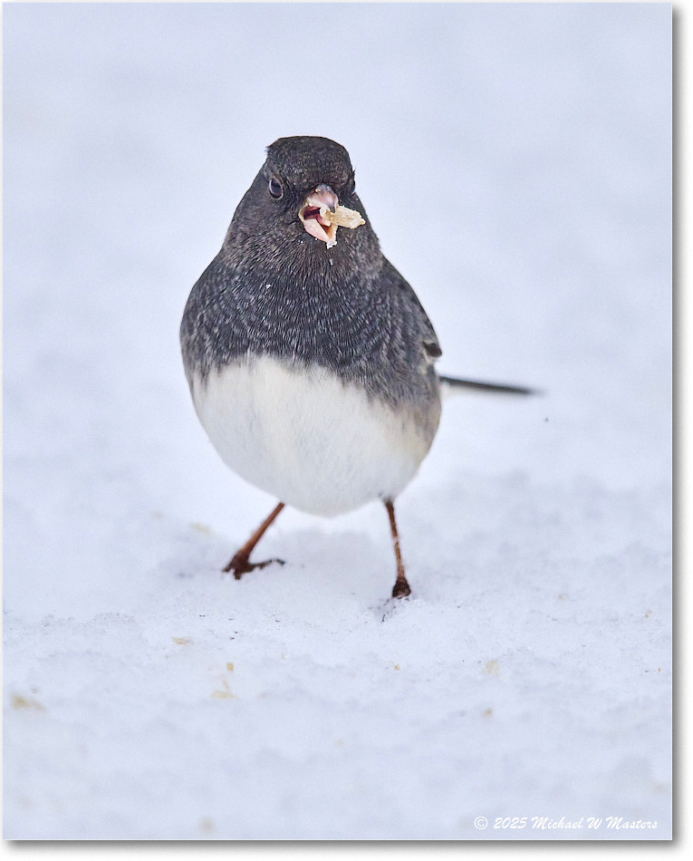 DarkeyedJunco_Backyard_2025Jan_R5C02517