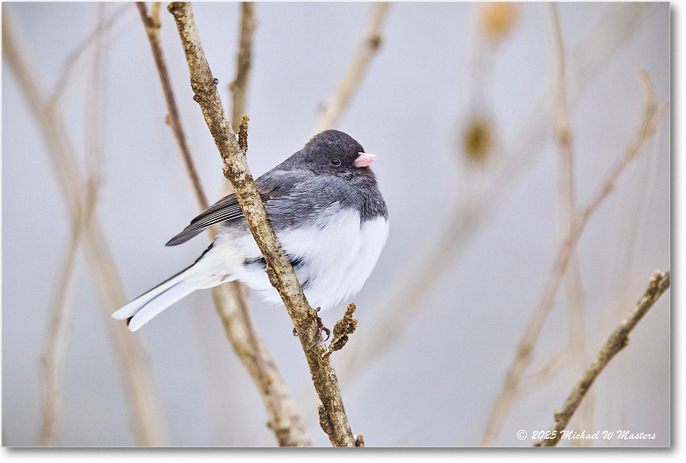 DarkeyedJunco_Backyard_2025Jan_R5C02520