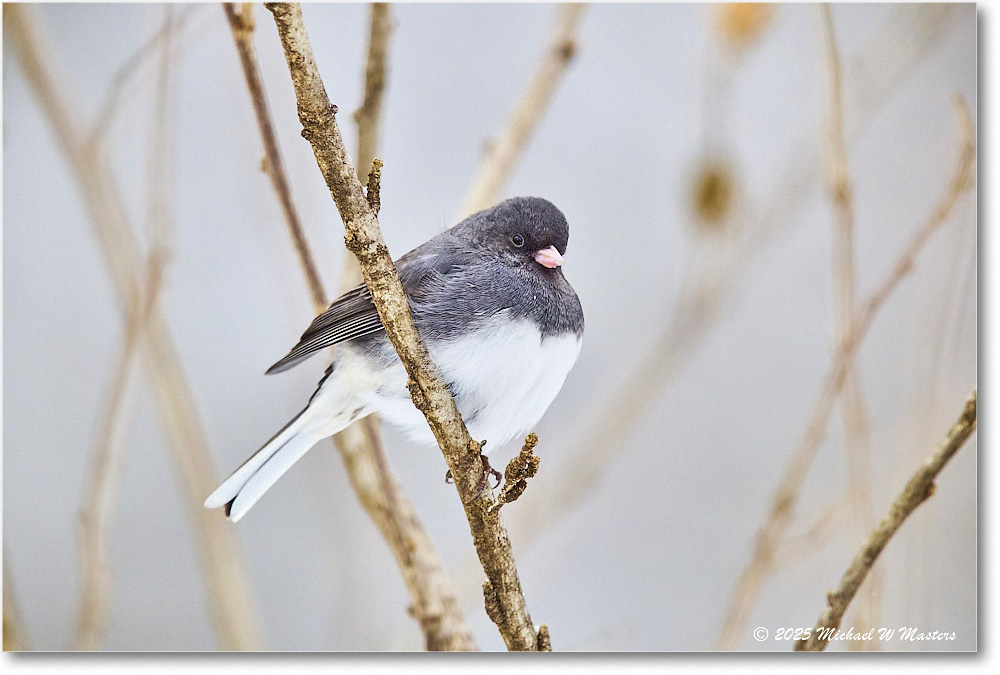 DarkeyedJunco_Backyard_2025Jan_R5C02532