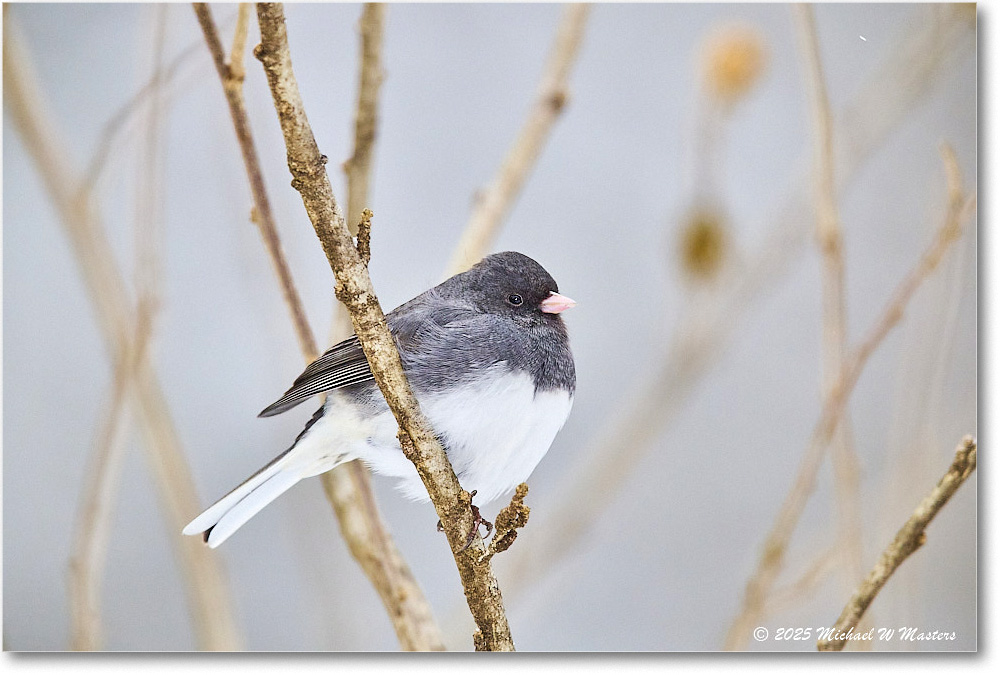 DarkeyedJunco_Backyard_2025Jan_R5C02538