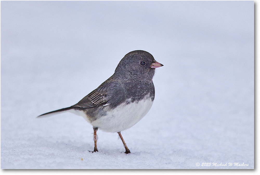 DarkeyedJunco_Backyard_2025Jan_R5C02541