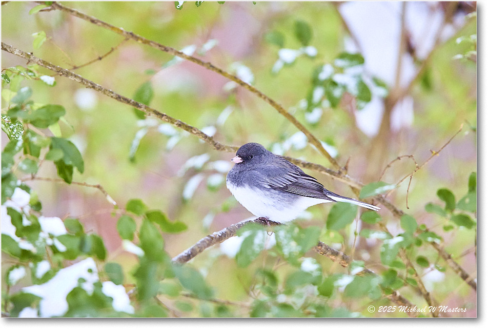 DarkeyedJunco_Backyard_2025Jan_R5C02571