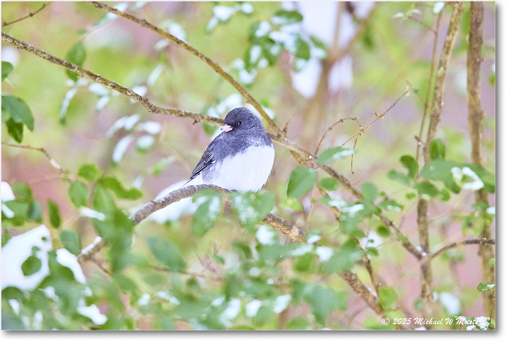 DarkeyedJunco_Backyard_2025Jan_R5C02578