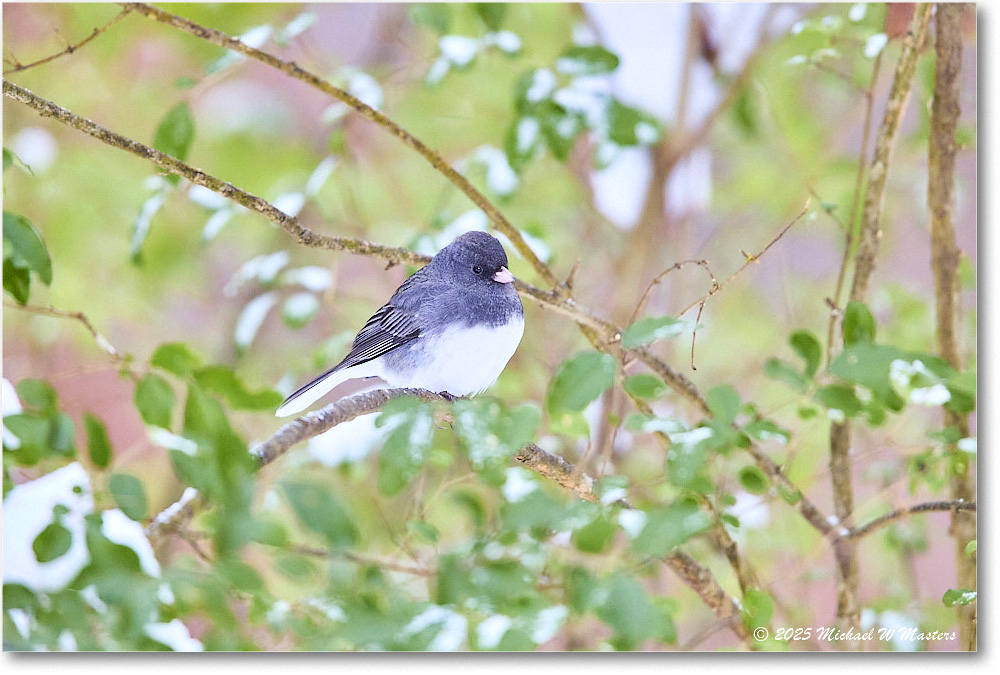 DarkeyedJunco_Backyard_2025Jan_R5C02587