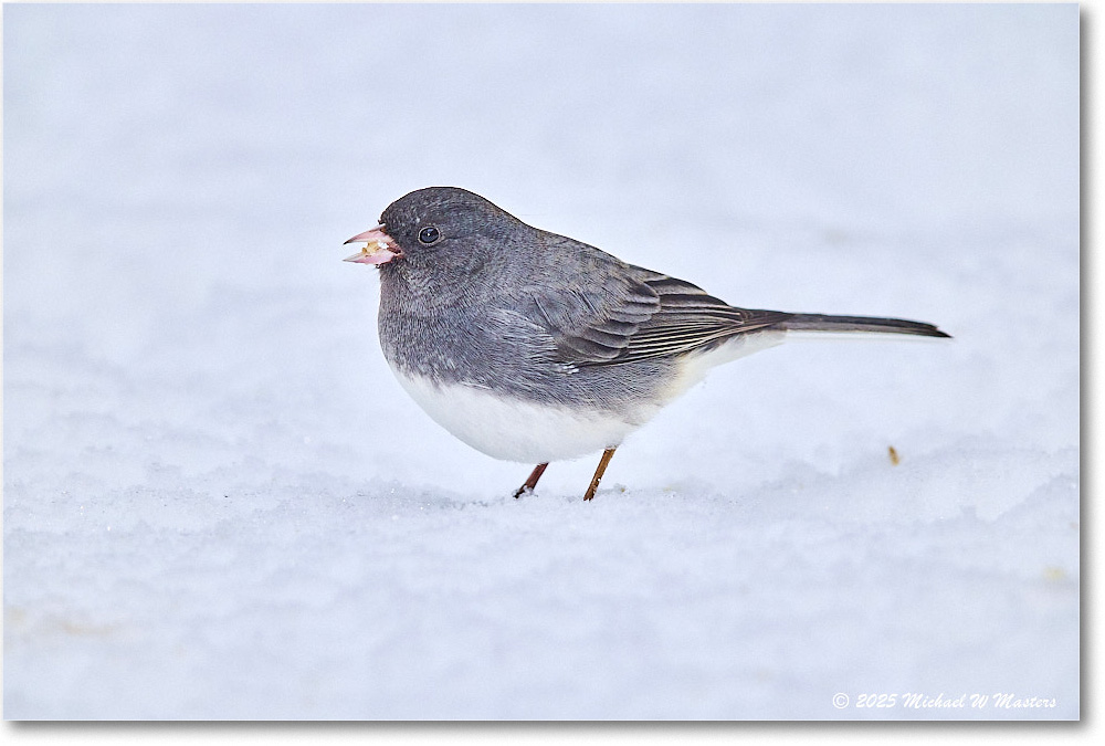 DarkeyedJunco_Backyard_2025Jan_R5C02592