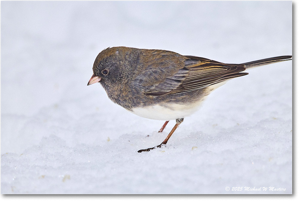 DarkeyedJunco_Backyard_2025Jan_R5C02594