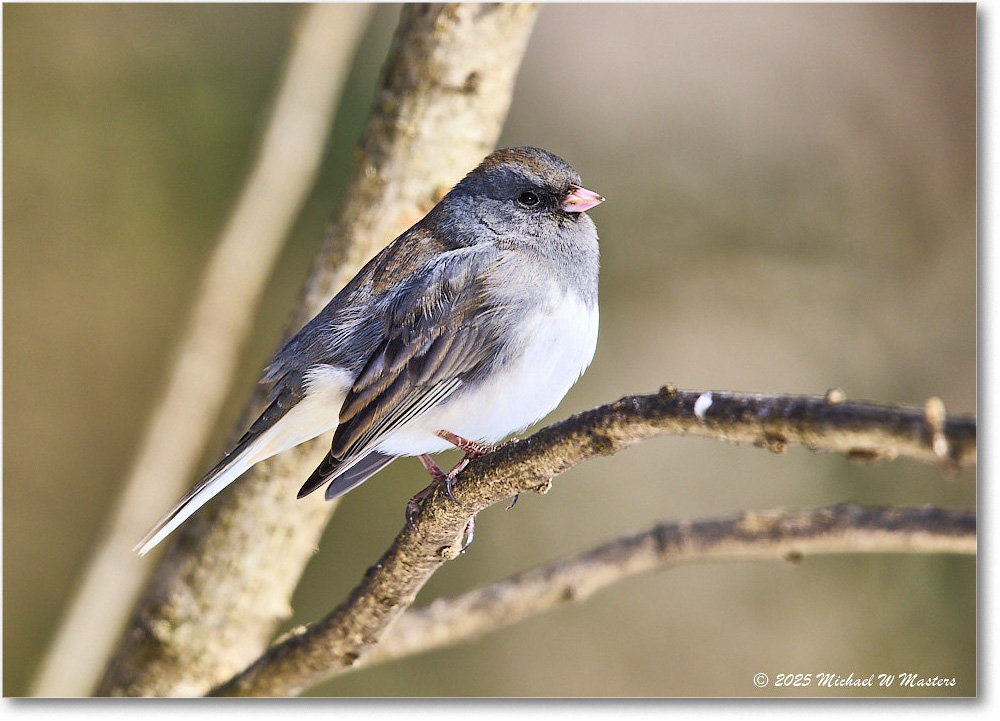 DarkeyedJunco_Backyard_2025Jan_R5C02627