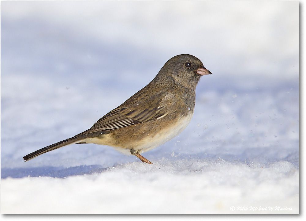 DarkeyedJunco_Backyard_2025Jan_R5C02628