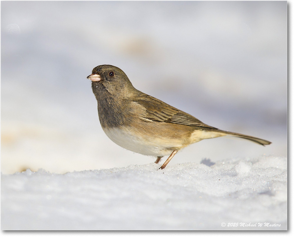 DarkeyedJunco_Backyard_2025Jan_R5C02635