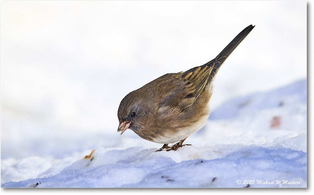 DarkeyedJunco_Backyard_2025Jan_R5C02641