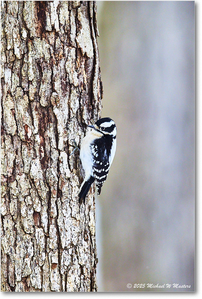 DownyWoodpecker_Backyard_2025Jan_R5C02611