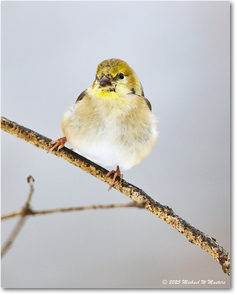 Goldfinch_Backyard_2025Jan_R5C02551