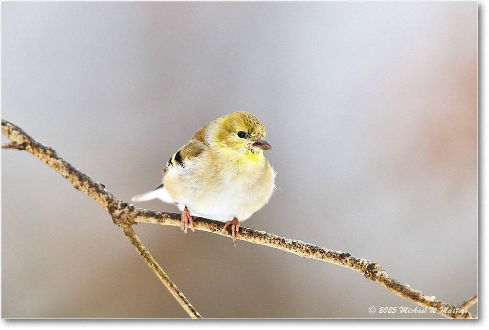 Goldfinch_Backyard_2025Jan_R5C02554