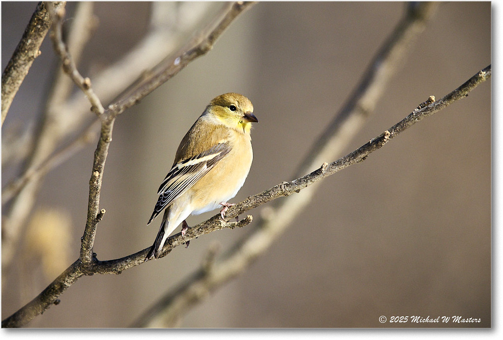 Goldfinch_Backyard_2025Jan_R5C02655