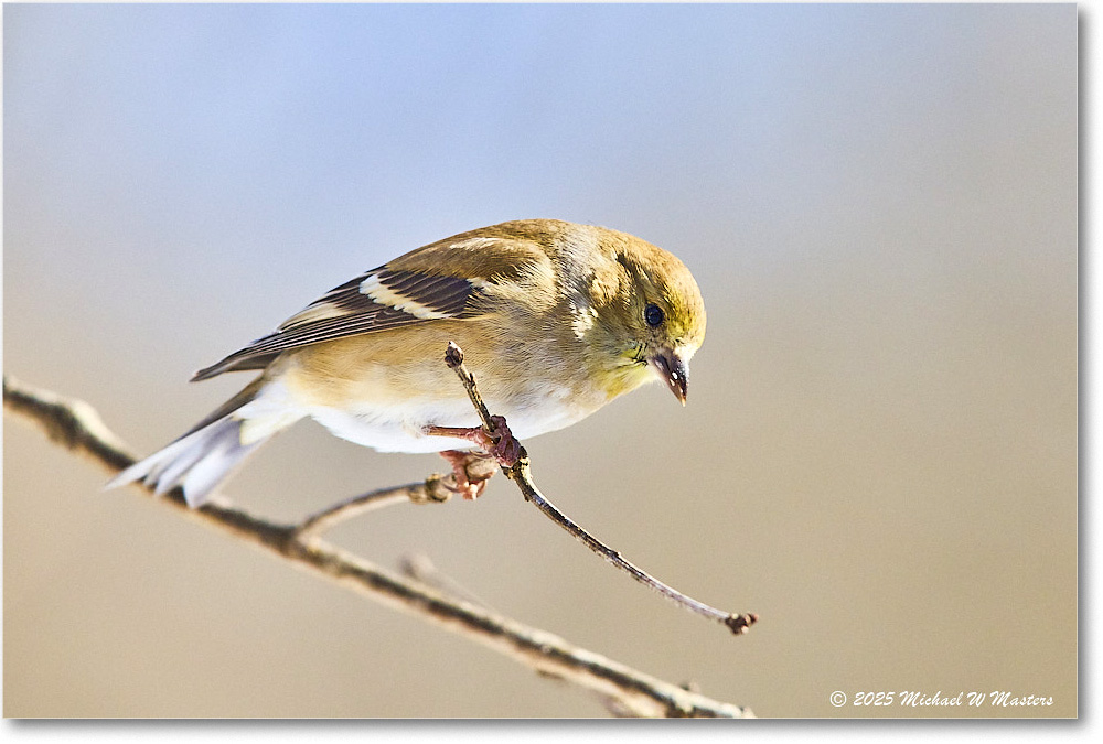 Goldfinch_Backyard_2025Jan_R5C02666