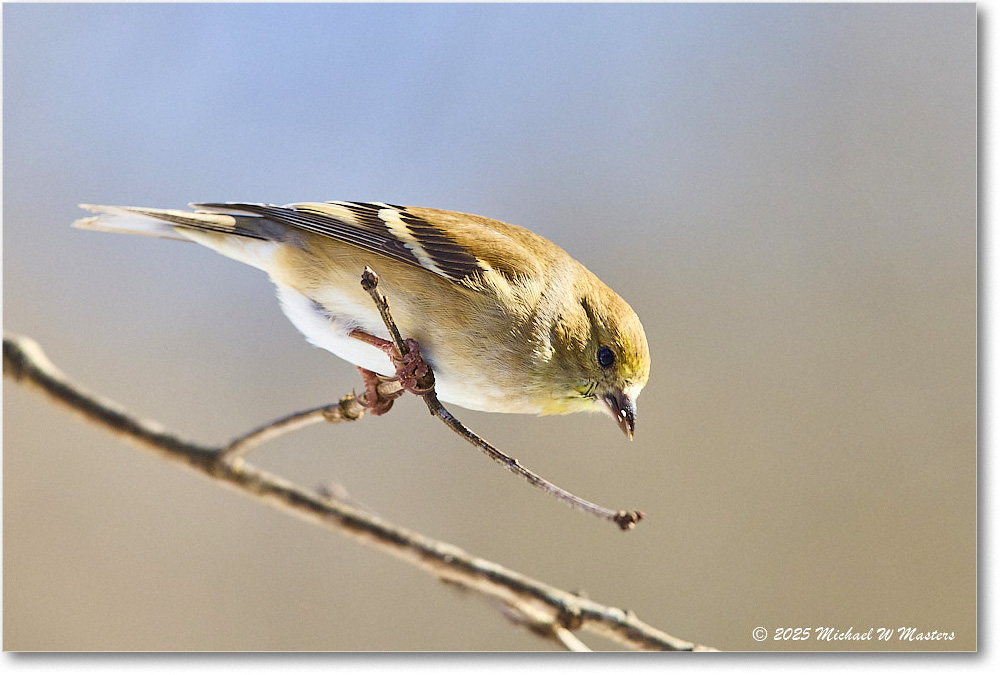 Goldfinch_Backyard_2025Jan_R5C02668