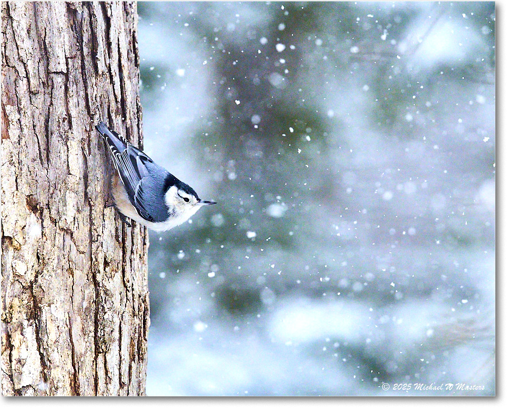 Nuthatch_Backyard_2025Feb_R5C02710 copy