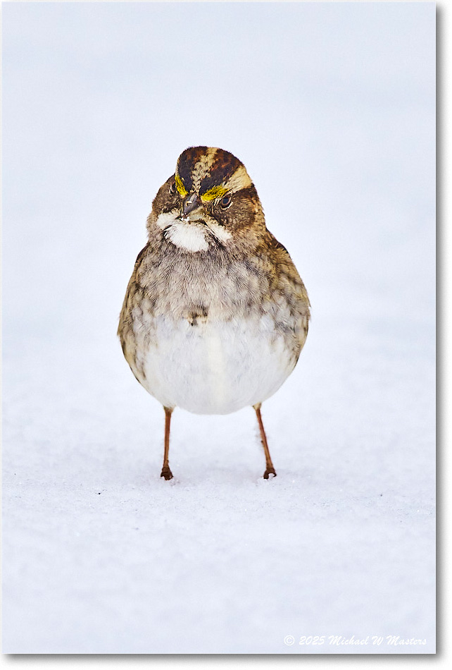 WhitethroatSparrow_Backyard_2025Jan_R5C02600