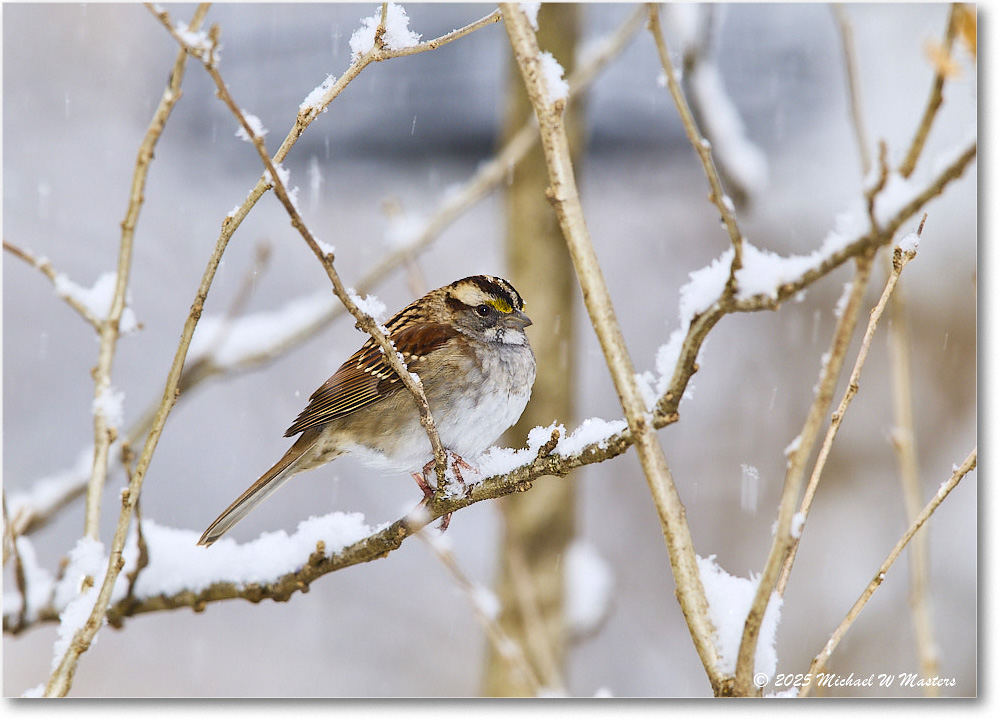 WhitethroatedSparrow_Backyard_2025Feb_R5C02687 copy