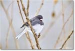 DarkeyedJunco_Backyard_2025Jan_R5C02532