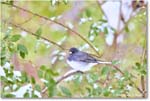 DarkeyedJunco_Backyard_2025Jan_R5C02562